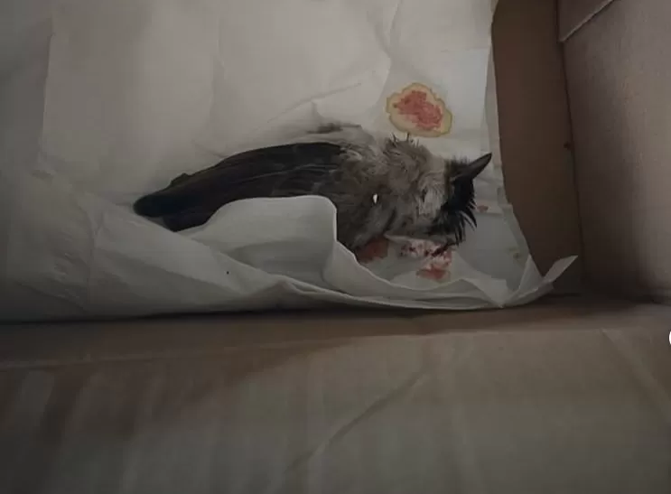 Aktivis yang Desak Tutup PT TPL Dikirimi Paket Burung Mati.