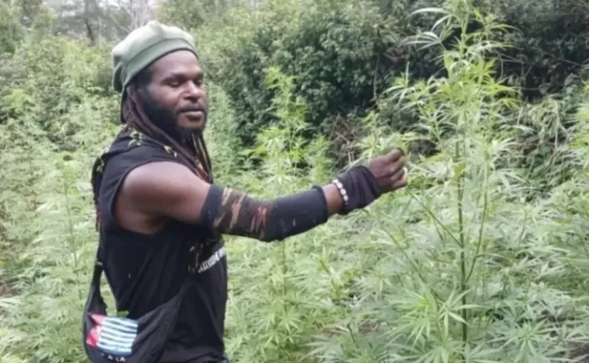 Anggota KKB saat berada di landang ganja di Distrik Kurima, Kabupaten Yahukimo, Papua.