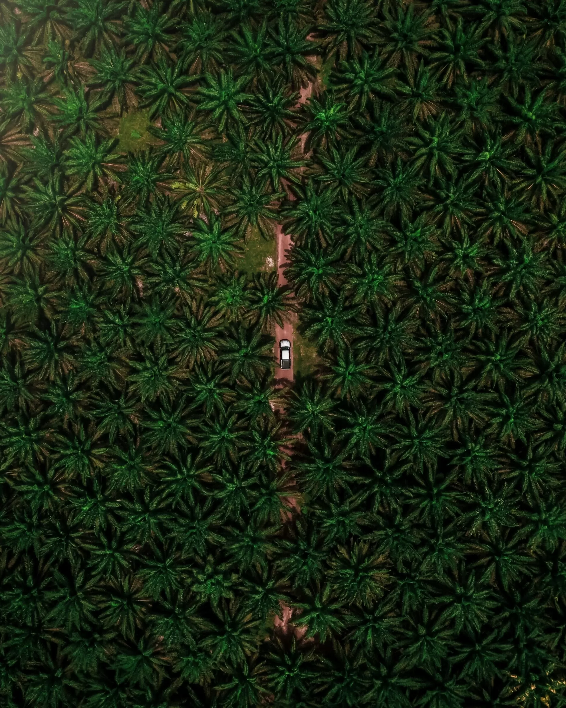 Kebun Sawit. (unsplash.com)