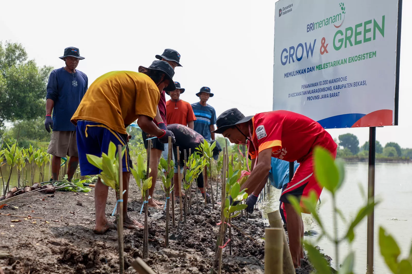 BRI Peduli tanam lagi 10 ribu pohon Mangrove di kawasan pesisir Muara Gembong (Foto: BRI Peduli)
