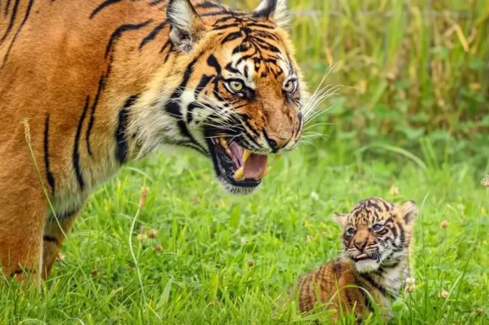 Induk harimau Tarima melahirkan seekor anak pada tahun 2024, yang menjadi keberhasilan pertama Manor House Wildlife Park dalam upaya pembiakannya. (Megan Lee Photography)
