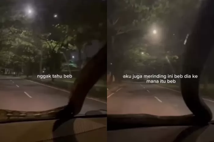 Momen ular besar jatuh di kaca mobil. (Istimewa)