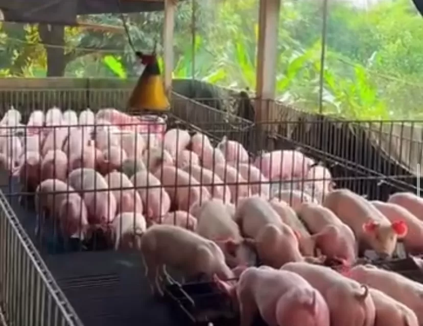 Ilustrasi peternakan babi. (IG Piggy Land)