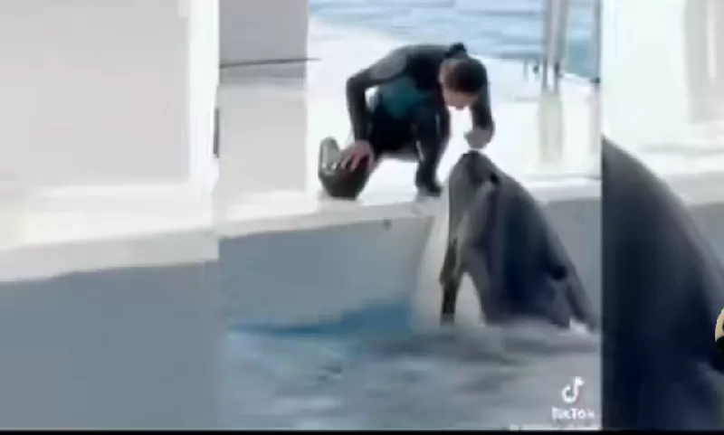 Video viral di TikTok bahwa paus orca tewaskan pelatihnya adalah hoaks. (KONTEKS.CO.ID/Ist)