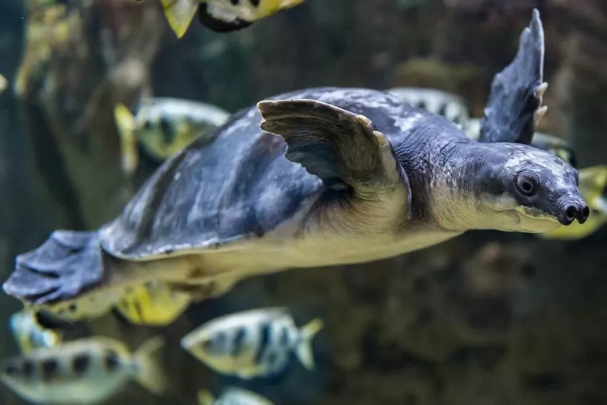 Kura-Kura Moncong Babi (Bali Safari Park)