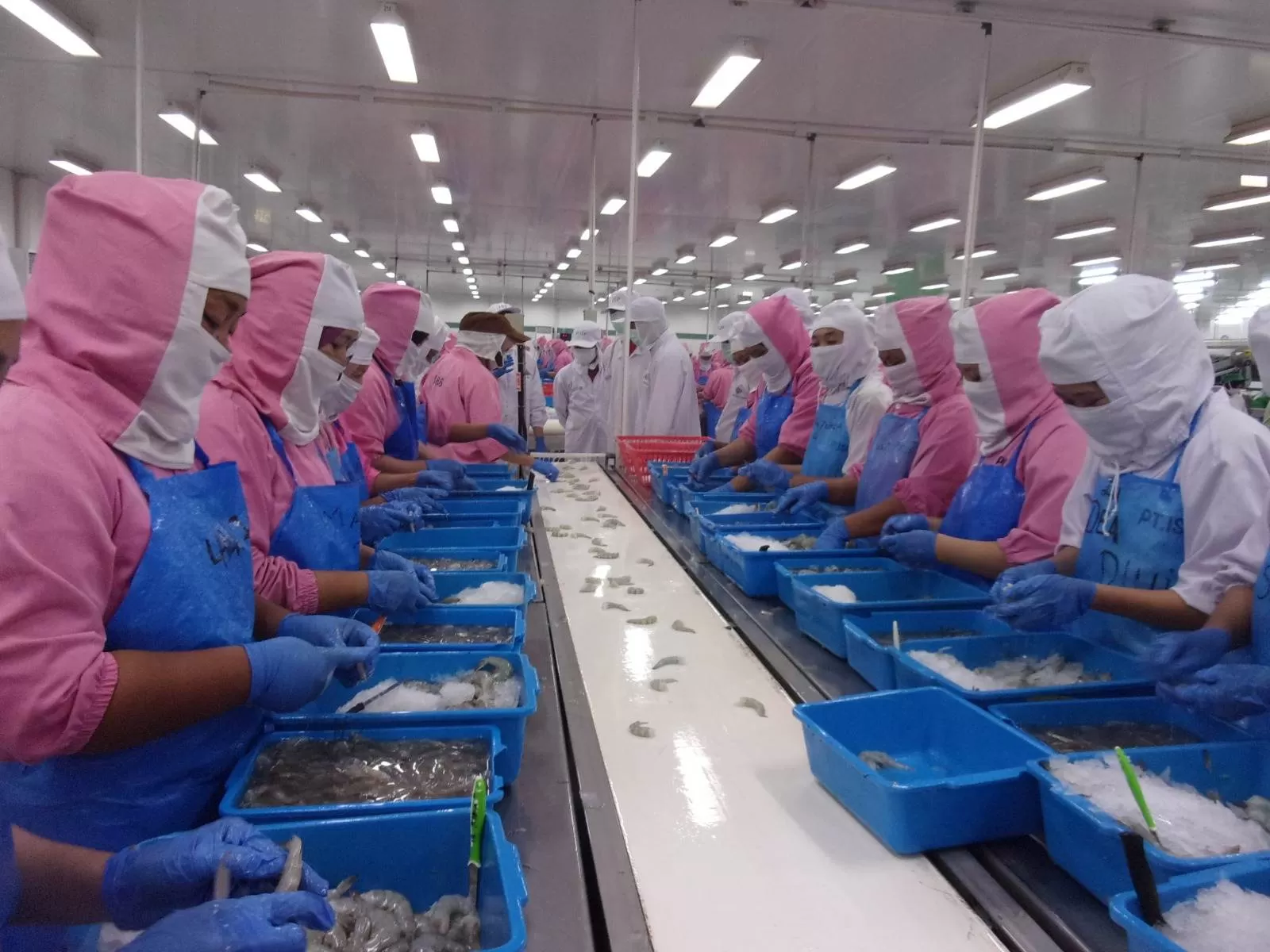 Ilustrasi pengelolahan udang untuk diekspor. (MMC Kalteng)
