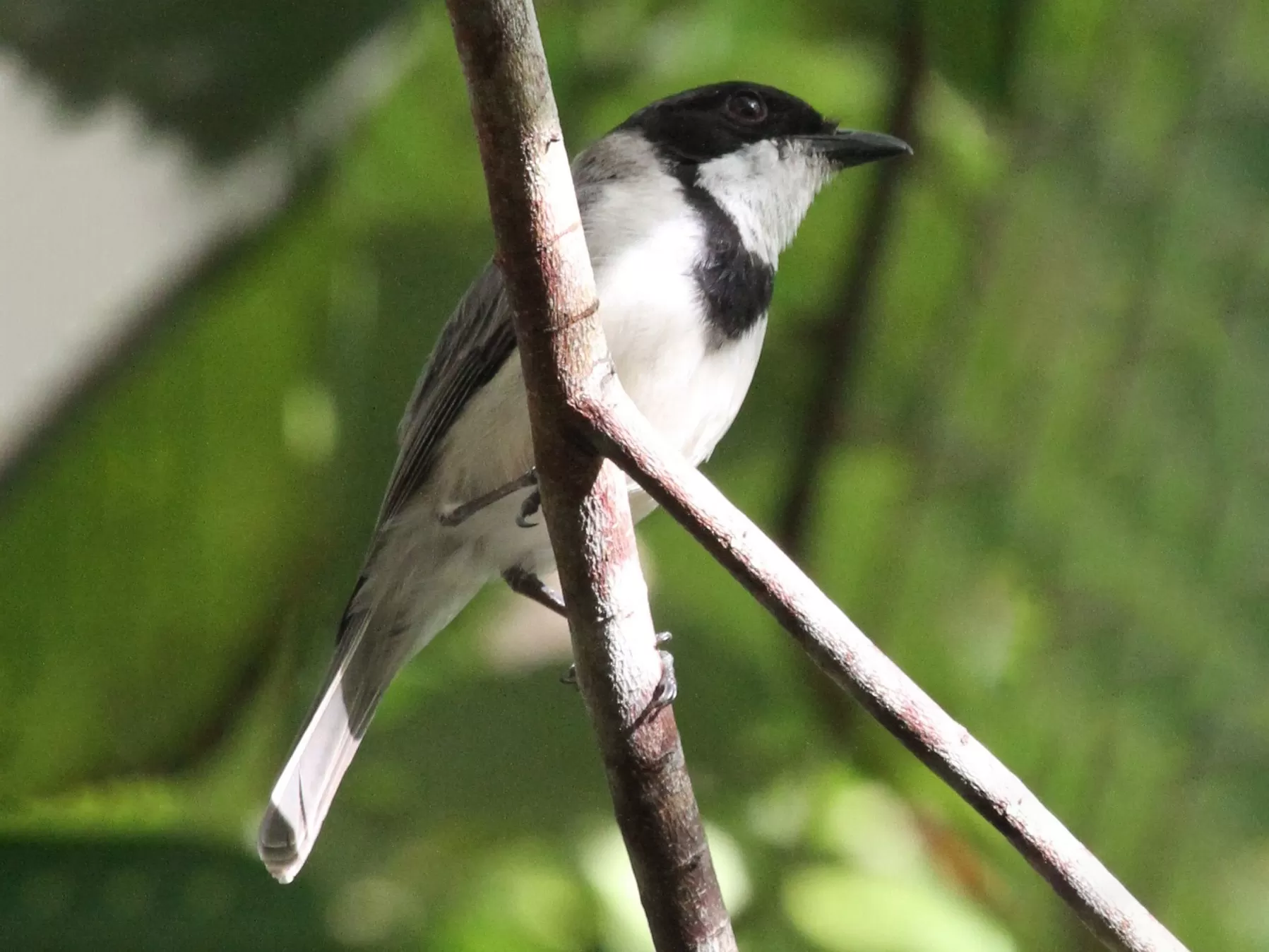 Wallacean Whistler atau Pachycephala arctitorquis yang ditemukan kembali di Maluku. (Noah Saleme)
