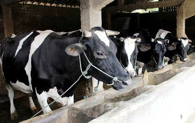 Ilustrasi sapi perah. (Istimewa)