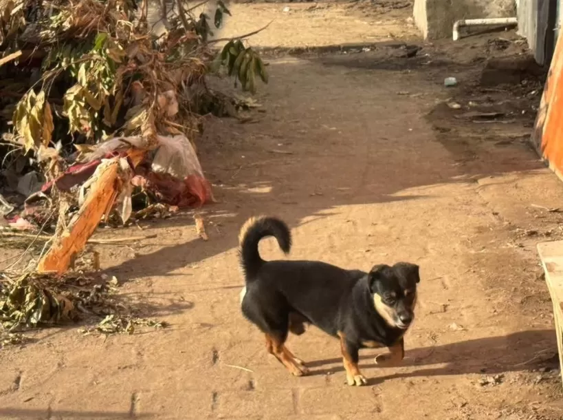 Seskab Teddy bagikan cerita soal anjing yang jadi penyelamat warga saat terjadi banjir besar di Bali (Instagram/sekretariat.kabinet)
