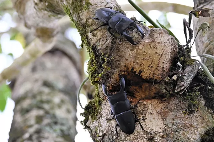 Panen kumbang tanpa kendali dikhawatirkan dapat menurunkan populasi alami dan mengganggu keseimbangan ekosistem hutan Sulawesi.  (Istimewa)