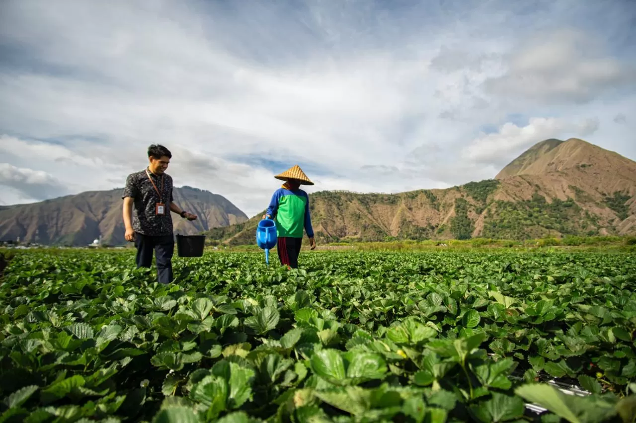 Pembiayaan KUR sektor pertamian di BRI mencapai Rp50,95 triliun per Agustus 2025. (Foto: BRI)