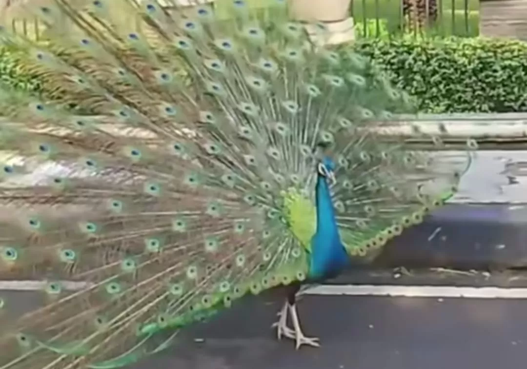 Video burung merak kembangkan ekor yang indah di Duren Sawit, Jaktim bikin heboh (Foto: Instagram/@@durensawit.info)