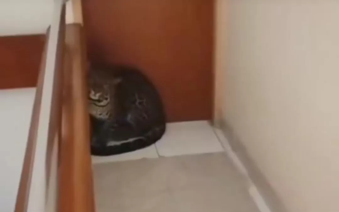 Macan tutul masuk hotel di Bandung. Ini kata Lembang Park and Zoo  (Foto: X.com/@Infojawabarat_)