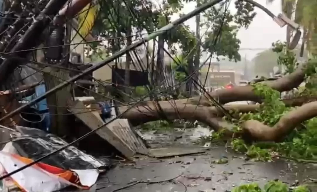 Dua pohon besar yang tumbang di Jalan Jombang Raya (Foto: Istimewa)