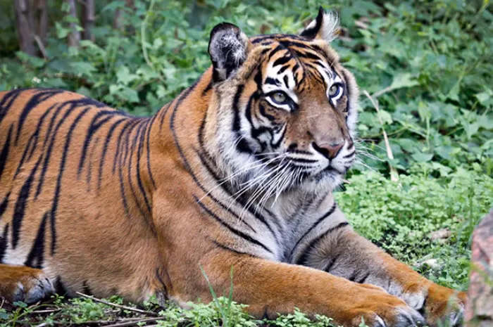 Setia induk dari Jaya Harimau Sumatra di Kebun Binatang Perth juga mati karena eutanasia. (Istimewa)