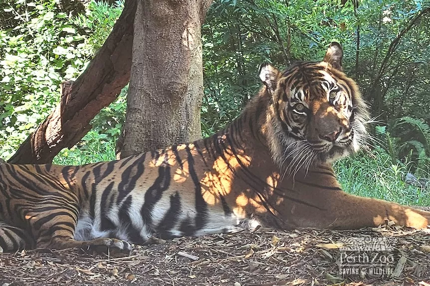Harimau Sumatra bernama Jaya di Kebun Binatang Perth mati. (Zoo Perth)