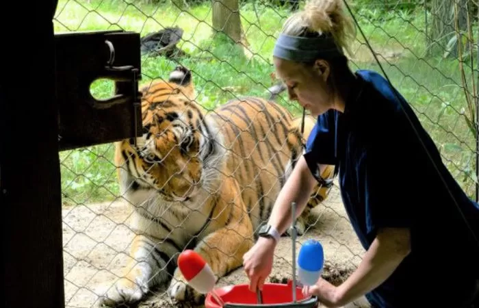  Kebun binatang China buka lowongan pemberi makan harimau bergaji Rp116 juta per bulan (Foto: Bronx Zoo Mammal Department)