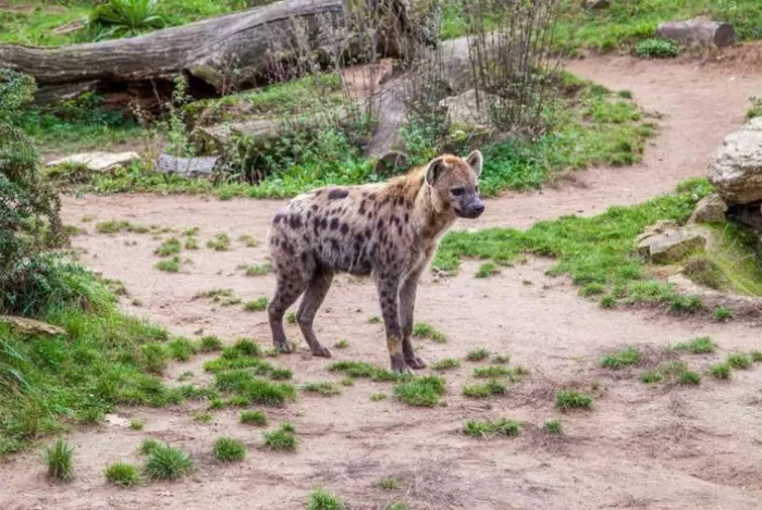 Hyena tutul yang muncul setelah ribuan tahun. (Antonio Friedemann)