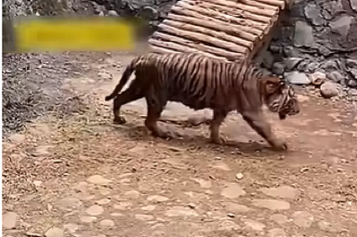 Harimau kurus di Ragunan yang viral di media sosial (Foto: Istimewa)