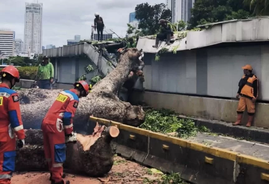 Pohon berukuran raksasa itu roboh mengenai atap jalur bawah tanah MRT Jakarta. (X)