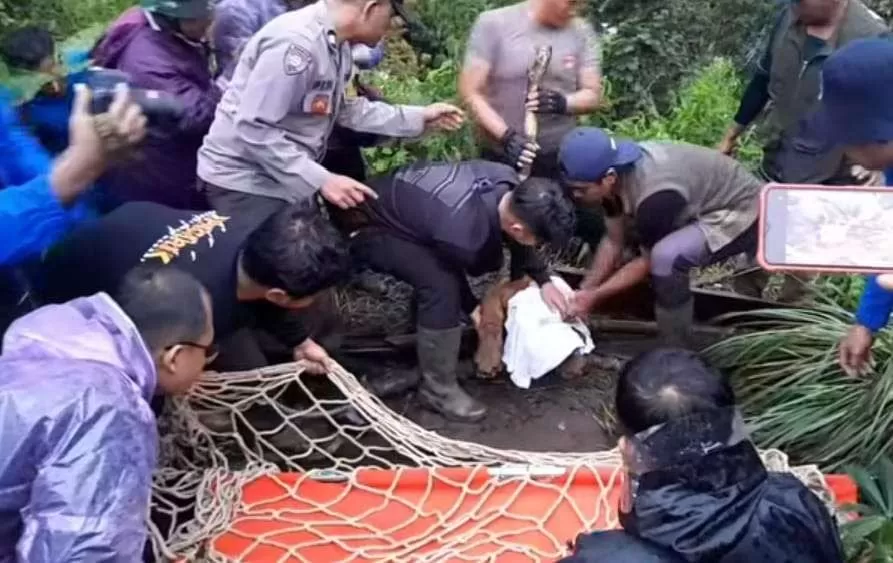 Seekor anak harimau Sumatra sedang dievakuasi karena terjebak perangkap babi di Agam. (BKSDA Sumbar)