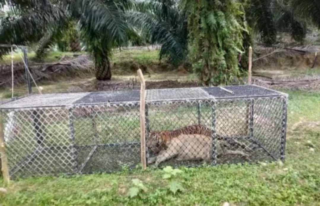Seekor harimau masuk dalam perangkap di salah satu kawasan Aceh. (BKSDA)