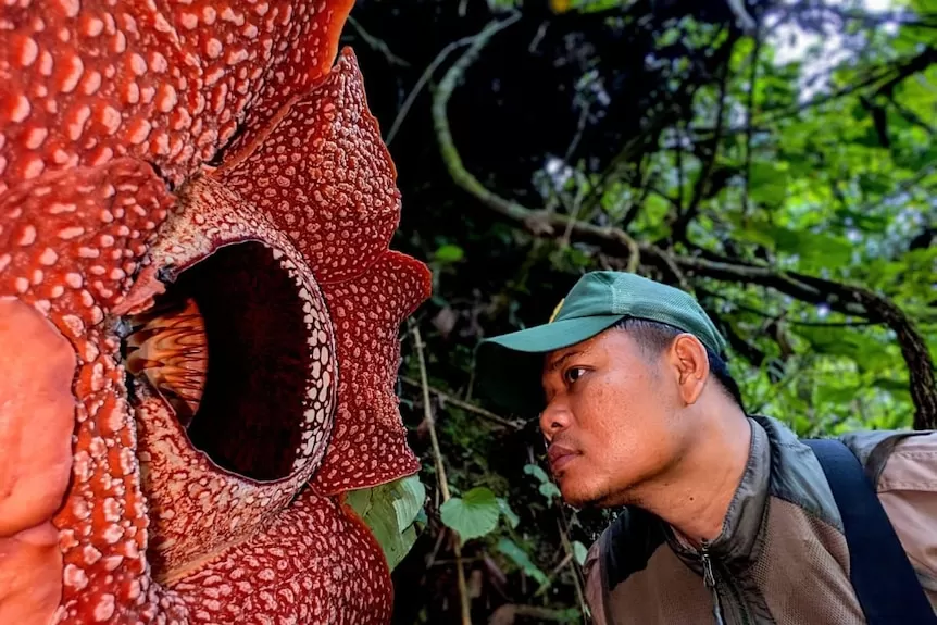 Deki bersama bunga Rafflesia Hasseltii, jenis bunga bangkai yang langka. (Chris Thorogood)