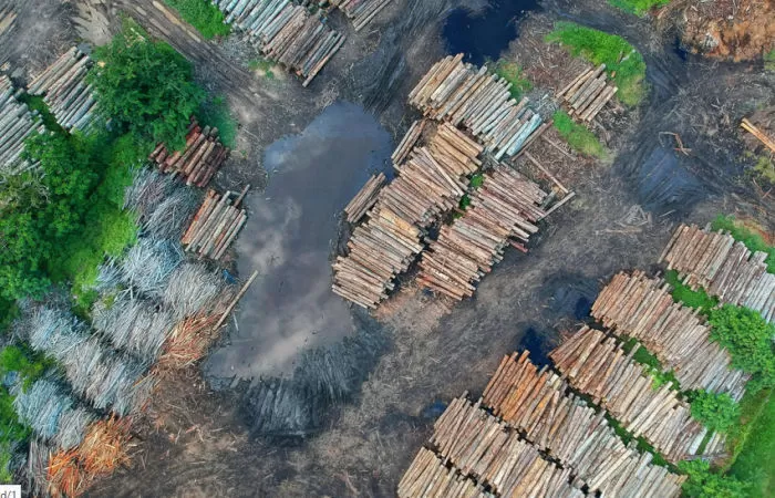 Tumpukan kayu gelondongan hasil illegal logging (Foto: Ilustrasi/Pexels)