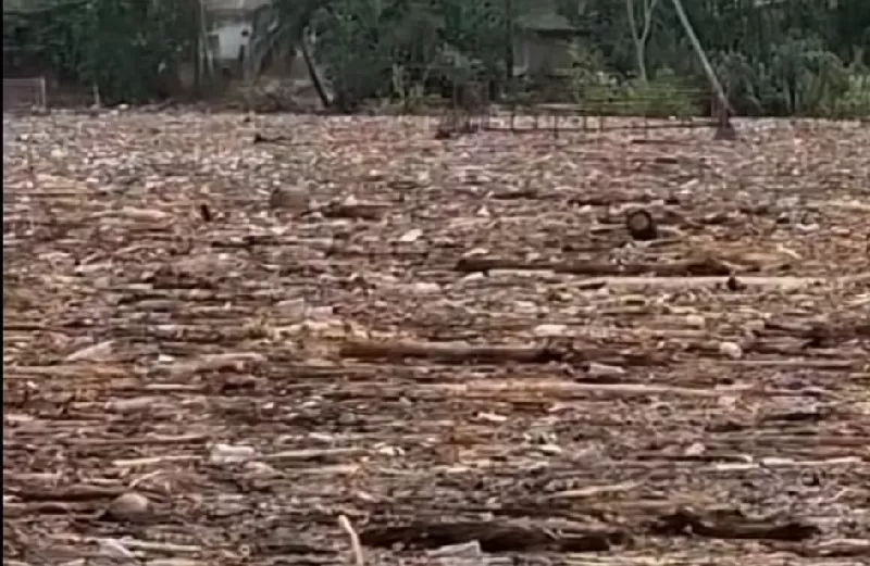 Danau Singkarak dipenuhi kayu diduga hasil illegal logging. (KONTEKS.CO.ID/Ist)