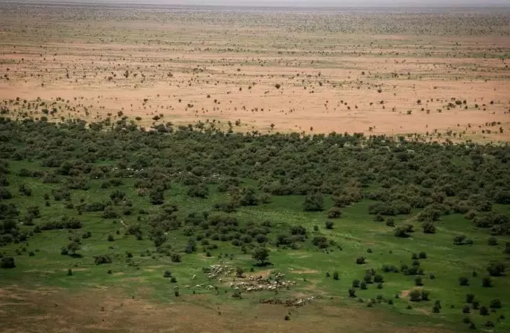 Tembok Hijau Besar adalah program penghijauan terbesar China di wilayah utara yang gersang dan semigersang. (Foto: Earth.org)