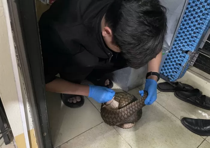 Satu di antara belasan Tenggiling Jawa yang diselamatkan dari usaha penyelundupan di Vietnam. (Istimewa)