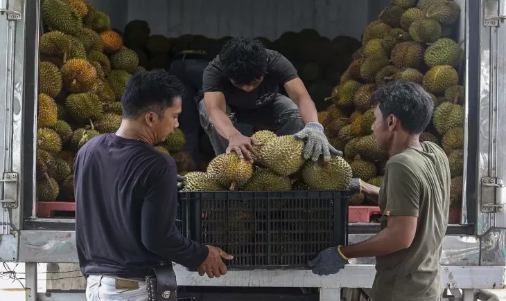 Ilustrasi pekerja di perusahaan eksportir durian. (Istimewa)