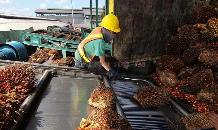 PERLU DITATA: Pemkab Berau diminta menata dengan baik sektor perkebunan kelapa sawit, karena akan berdampak pada penambahan APBD.