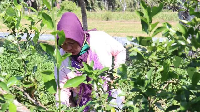 Kendati angka penyebaran covid-19 belum menunjukkan penurunan di Kalimantan Selatan, hal ini tidak menyurutkan semangat beberapa kelompok ibu2 yang datang ke lahan praktik Sekolah Menengah Kejuruan Pertanian Pembangunan (SMK-PP) Negeri Banjarbaru di Guntung Lua, Sejak Rabu (24/6) hingga Jum'at (26/6).