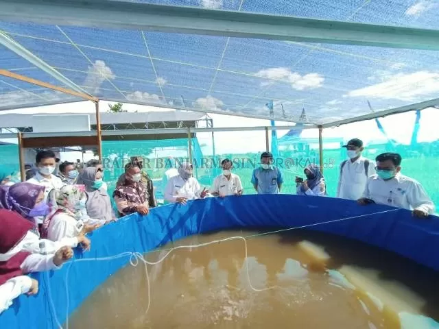 PERCONTOHAN: Bupati Batola Noormiliyani melihat dan tebar benih pertama budidaya ikan haruan di Desa Teluk Tamba. | Foto: Ahmad Mubarak/Radar Banjarmasin