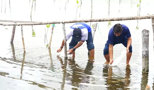 POTENSI PERIKANAN: Gubernur Kaltara Drs H Zainal Arifin Paliwang S.H., M.Hum (kiri) menebar benih udang windu di Desa Bebatu, Kabupaten Tana Tidung, Minggu (27/11).