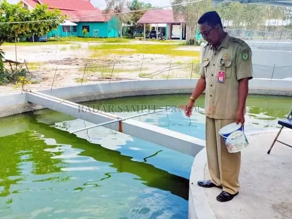 BERI PAKAN : Kepala Dinas Perikanan (Diskan) Kotim Heriyanto sedang memberikan pakan ikan jelawat di kolam kantor Diskan Kotim, Selasa (21/1).(YUNI/RADAR SAMPIT)