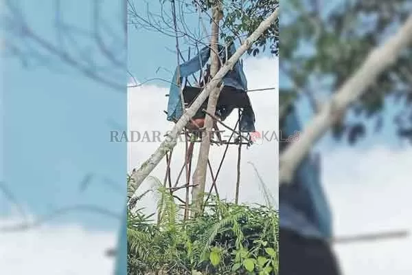 DEMI INTERNET: Pelajar dan mahasiswa di Desa Lubuk Hiju, Kecamatan Menthoby Raya, Kabupaten Lamandau, memanjat pohon agar bisa ujian online.(RIA/RADAR SAMPIT)