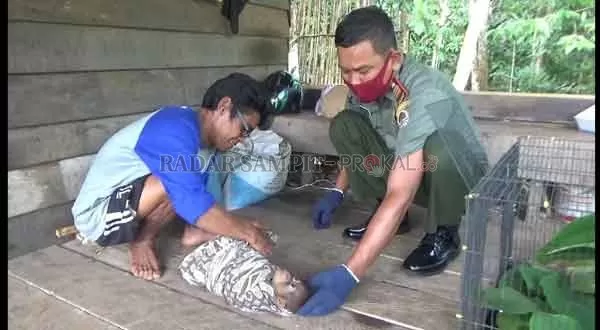 EVAKUASI: Petugas BKSDA Pos Jaga Sampit saat evakuasi bayi orang utan temuan warga.(IST/RADAR SAMPIT)