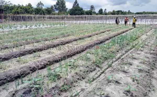 PERTANIAN : Wakil rakyat mengingatkan pemerintah daerah untuk memprogramkan sumber cadangan air bagi pertanian untuk mengantisipasi kekeringan di musim kemarau.(      Dok/RADAR SAMPIT)