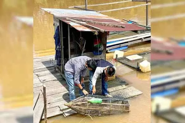 Sekcam Arsel Rangga Lesmana meninjau budidaya ikan endemik di Desa Kenambui.(ISTIMEWA/RADAR PANGKALAN BUN)