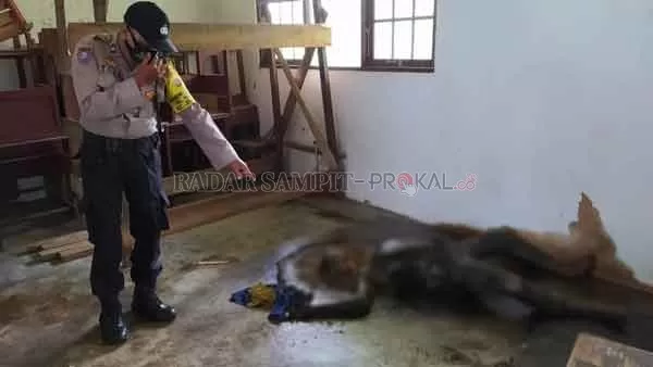 BUSUK : Petugas kepolisian menunjukan jenazah Liansyah alias Ilan (50), yang ditemukan sudah membusuk dan kematiannya disebabkan terjatuh dari bagian atas plafon ruangan kelas. (DODI/RADAR PALANGKA)