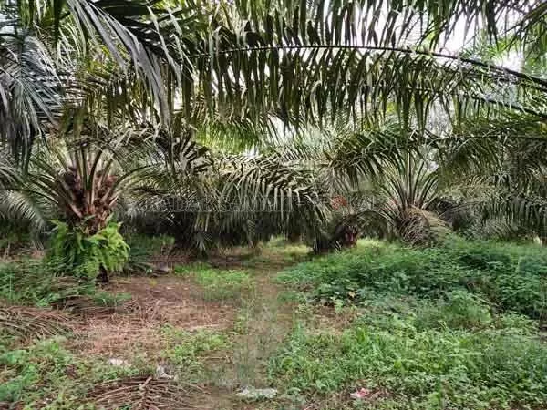 KEMITRAAN : PT Pilar Wanapersada (PWP) telah melakukan konversi kemitraan dengan enam koperasi binaan di Kabupaten Lamandau .(ISTIMEWA/RADAR PANGKALAN BUN)