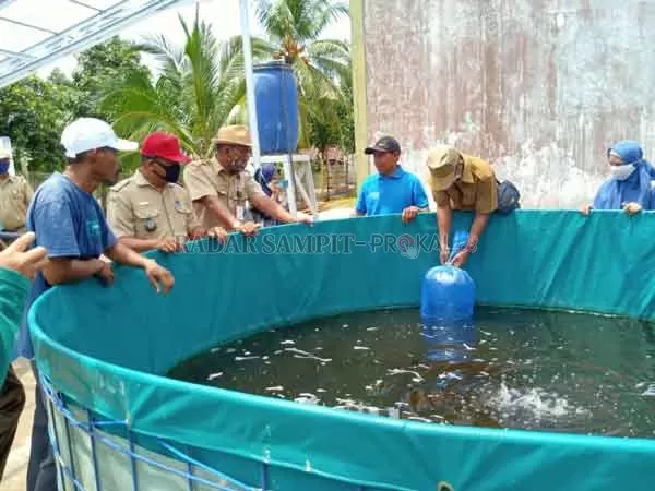 BANTUAN: Kepala Dinas Perikanan Kotim Heriyanto saat melakukan tabur benih di kolam bioflok, Senin (12/10).(IST/RADARSAMPIT)