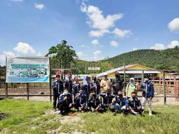Akademisi Politeknik Lamandau berkunjung ke peternakan berbasis pertanian terpadu antara sawit dan sapi potong.(RIA/RADAR SAMPIT)