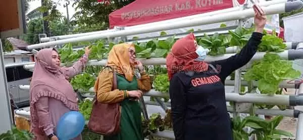 BISA PANEN SENDIRI: Ibu-ibu sedang swafoto dengan latar belakang sayuran segar di stan Petani Hidroponik Sampit dalam acara Bazar UMKM Jelawat di Jalan Ahmad Yani Sampit, Sabtu (16/1). Acara ini diselenggarakan oleh Disperdagin Kotim dengan melibatkan berbagai asosiasi UMKM, diantaranya API-UMKM, Akumandiri, dan Gemawira.  (HERU/RADAR SAMPIT)