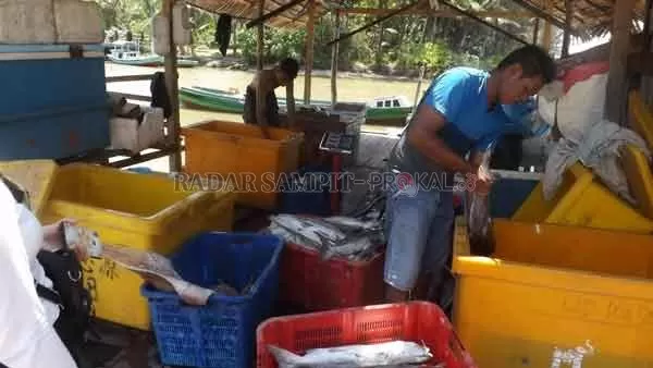 BERLIMPAH: Salah seorang pengepul ikan di Pantai Lunci ketika sedang mengemas ikan hasil tangkapan nelayan setempat.(Fauzi/Radar Sampit)