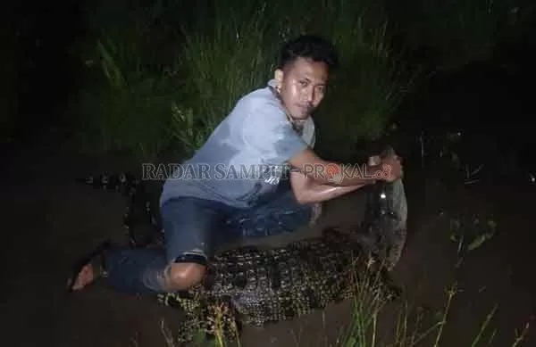 BUAYA : Pemuda Kumai dari Komunitas Pecinta Reptil (Koper) menangkap seekor anak buaya panjang 2 meter di tepi Sungai Kumai, Minggu (17/1) lalu.(IST/Radar Pangkalan Bun)