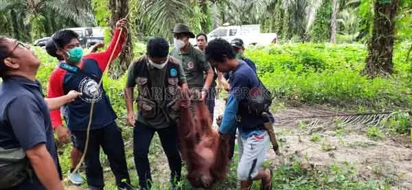 EVAKUASI ORANGUTAN : Tim Wildlife Rescue Unit (WRU) Seksi Konservasi Wilayah (SKW) II Balai Konservasi Sumber Daya Alam (BKSDA) Kalteng dan OFI mengevakuasi dua individu Orangutan dan mentranslokasikan mereka ke Camp Seluang Mas 2 OFI Kecamatan Hanau, Kabupaten Seruyan.(SKW II BKSDA/RADAR PANGKALAN BUN)