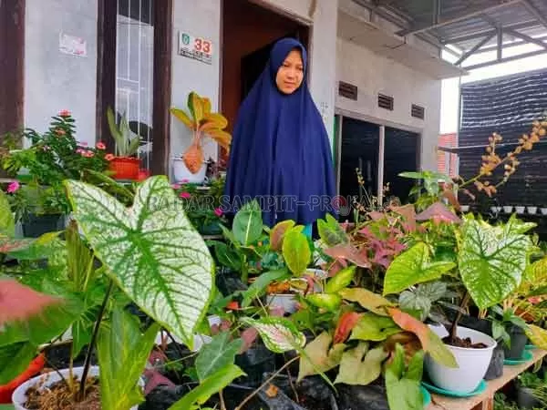 Berawal dari hobi, Ragita Heleni meraup untuk dari koleksi tanaman hias miliknya, Sabtu (23/1).(YUNI/RADAR SAMPIT)